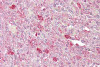 Antibody used in IHC on Human Spleen at 5 ug/ml.