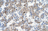 Antibody used in IHC on Human Liver.