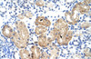 Antibody used in IHC on Human kidney.