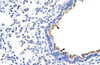 Antibody used in IHC on Human Lung.