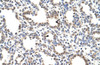 Antibody used in IHC on Human Lung.