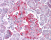 Antibody used in IHC on Human Pancreas at 5.0 ug/ml.