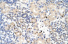 Antibody used in IHC on Human kidney.