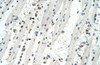 Antibody used in IHC on Human Muscle.