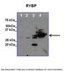 Antibody used in WB on Human, Mouse at: 1:1000 (Lane 1: 50 ug 38B9 cell lysate, Lane 2: 50 ug CH12 cell lysate, Lane 3: 50 ug HeLa cell lysate Lane 4: Purified RYBP Protein) .