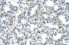 Antibody used in IHC on Human Lung.