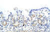 Antibody used in IHC on Human Stomach.