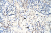 Antibody used in IHC on Human kidney.