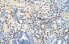 Antibody used in IHC on Human kidney.