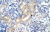 Antibody used in IHC on Human kidney.
