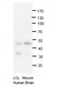 Antibody used in WB on Human, Mouse at 1:1000.