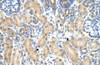 Antibody used in IHC on Human Kidney at 4.0-8.0 ug/ml.