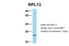 Antibody used in WB on Human MCF7 at 1 ug/ml.