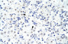 Antibody used in IHC on Human Liver at 4.0-8.0 ug/ml.