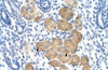 Antibody used in IHC on Human Kidney at 4.0-8.0 ug/ml.