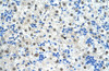 Antibody used in IHC on Human Liver at 4.0-8.0 ug/ml.