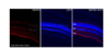 Antibody used in IHC on Mouse Retina at 1:200 dilution.