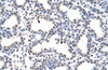 Antibody used in IHC on Human Lung at 4.0-8.0 ug/ml.