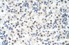 Antibody used in IHC on Human Liver at 4.0-8.0 ug/ml.