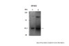 Antibody used in WB on Chicken, Turkey at 1:1000.