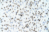 Antibody used in IHC on Human Heart at 4.0-8.0 ug/ml.