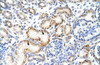 Antibody used in IHC on Human Kidney at 4.0-8.0 ug/ml.