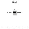 Antibody used in WB on Human neural tube at 1:1000 (Lane 1. 10 ug human neural cell lysate, Lane 2. 10 ug human non-neural cell lysate) .