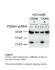 Antibody used in WB on Human NCI460 cells at 1:2000.