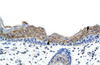 Antibody used in IHC on Human Skin at 4.0-8.0 ug/ml.