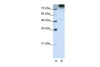 Antibody used in WB on Human HEK293T cells at 0.2-1 ug/ml.