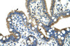 Antibody used in IHC on Human Intestine at 4.0-8.0 ug/ml.