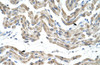 Antibody used in IHC on Human Muscle at 4.0-8.0 ug/ml.