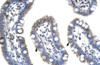 Antibody used in IHC on Human Intestine at 4.0-8.0 ug/ml.