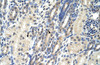 Antibody used in IHC on Human Kidney at 4.0-8.0 ug/ml.