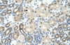 Antibody used in IHC on Human Kidney at 4.0-8.0 ug/ml.