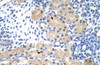 Antibody used in IHC on Human Kidney at 4.0-8.0 ug/ml.