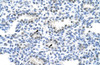 Antibody used in IHC on Human Lung at 4.0-8.0 ug/ml.