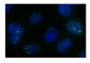 Antibody used in IF on subnuclear bodies.