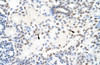 Antibody used in IHC on Human kidney.