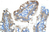 Antibody used in IHC on Human Intestine at 4.0-8.0 ug/ml.