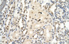 Antibody used in IHC on Human Kidney at 4.0-8.0 ug/ml.