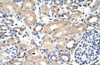 Antibody used in IHC on Human Kidney at 4.0-8.0 ug/ml.