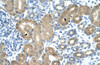 Antibody used in IHC on Human Kidney at 4.0-8.0 ug/ml.