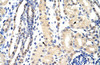 Antibody used in IHC on Human Kidney at 4.0-8.0 ug/ml.