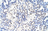 Antibody used in IHC on Human Kidney at 4.0-8.0 ug/ml.