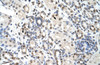 Antibody used in IHC on Human Kidney at 4.0-8.0 ug/ml.