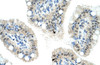 Antibody used in IHC on Human Intestine at 4.0-8.0 ug/ml.
