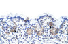 Antibody used in IHC on Human Stomach at 4.0-8.0 ug/ml.