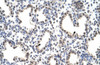 Antibody used in IHC on Human Lung at 4.0-8.0 ug/ml.