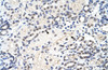 Antibody used in IHC on Human Kidney at 4.0-8.0 ug/ml.